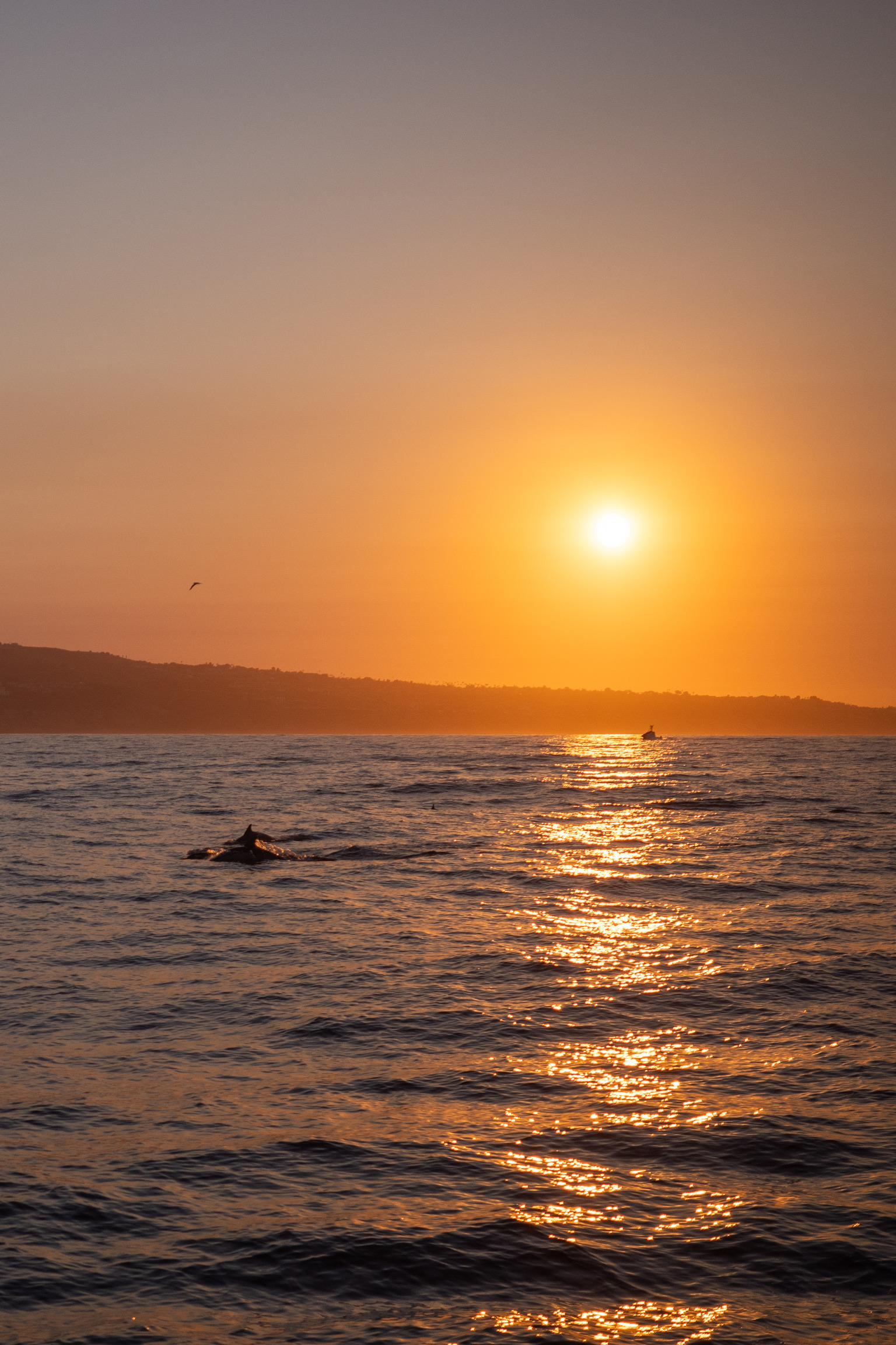 Dolphins